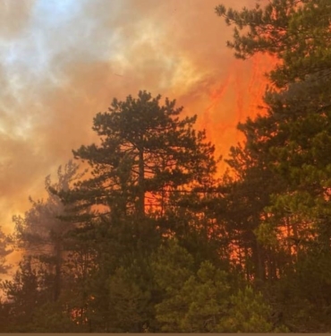 BURSA'DAKİ ORMAN YANGINI 50 DEKARLIK ALANDA ETKİLİ OLUYOR YANGINA HAVADAN 8, KARADAN 80 ARAÇ VE 242 PERSONEL İLE MÜDAHALE EDİLİYOR