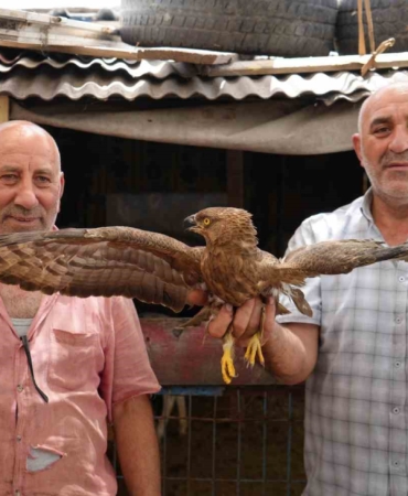 Arnavutköy’de hayvanlarını otlatırken yaralı şahin buldu