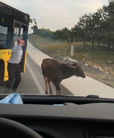 Arnavutköy’de yola çıkan manda yavrusu trafiği birbirine kattı