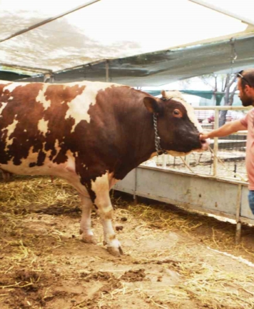 Ayvalık’ta yaklaşık 1 buçuk tonluk ’Paşa’ Kurban Pazarı’nın gözdesi oldu