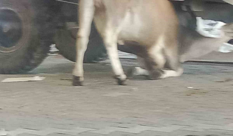 Balıkesir’de kaçan dana traktör römorkunun altına girdi