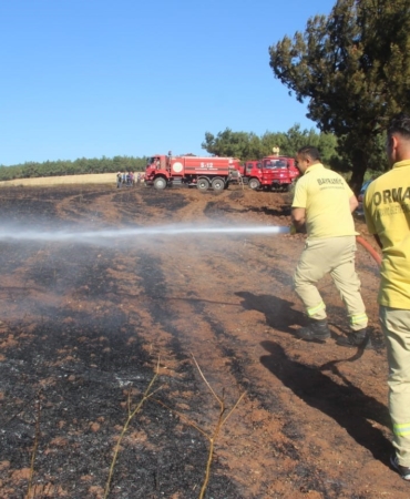 Bayramiç’te çıkan yangında 100 dönüm alan zarar gördü