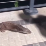 Beykoz’da su samuru görüntülendi