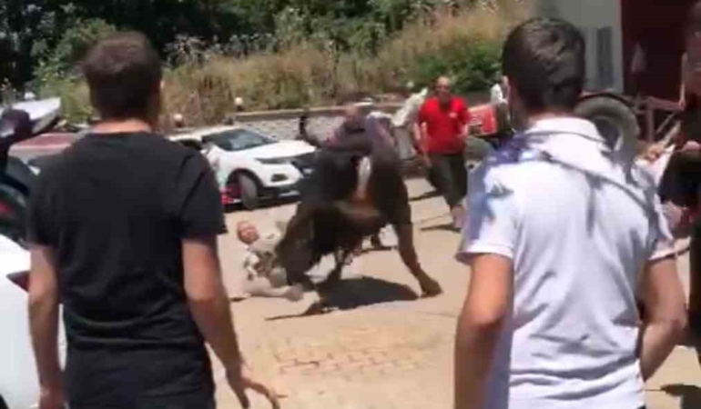 Bursa’da kaçan boğa ortalığı birbirine kattı