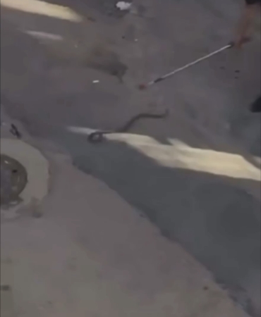 Bursa’da yılan paniği kamerada