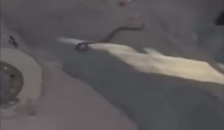 Bursa’da yılan paniği kamerada