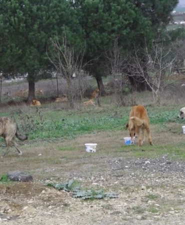 Büyükçekmece Belediye Başkanı Akgün: “Devlet katkı sağlarsa sokak hayvanları sorunu 5 yılda çözülür”