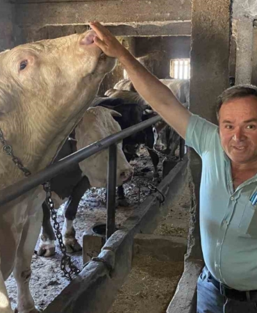 Çanakkale’de 1 ton 800 kilogram ağırlığındaki boğa 340 bin TL’den alıcısını bekliyor