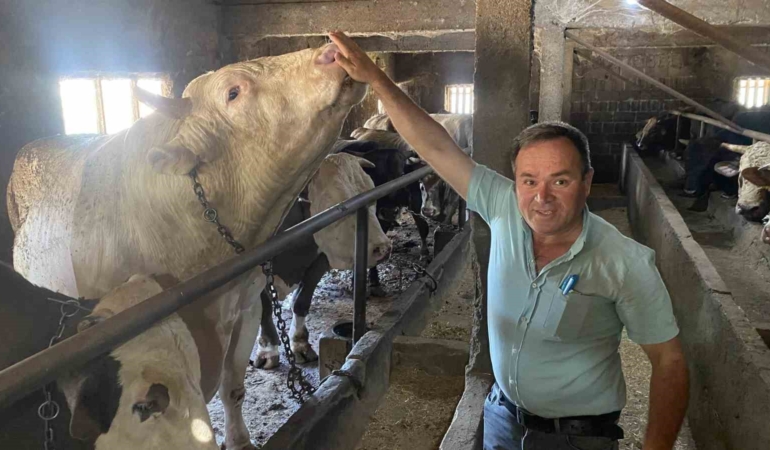 Çanakkale’de 1 ton 800 kilogram ağırlığındaki boğa 340 bin TL’den alıcısını bekliyor