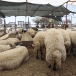 Demir eksikliği olanlara Kurban Bayramı öncesi önemli tavsiye