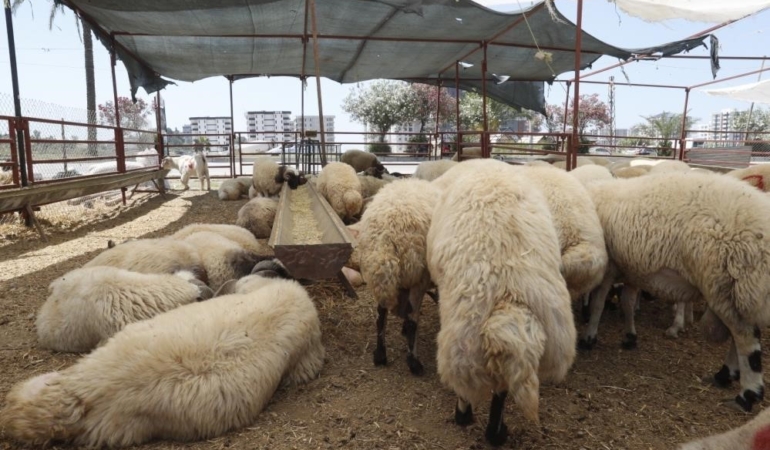 Demir eksikliği olanlara Kurban Bayramı öncesi önemli tavsiye