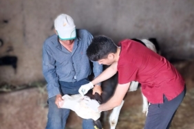 Demirköy’de buzağı aşılama ve küpe takma çalışmaları