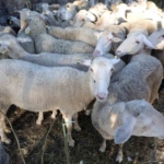 Eyüpsultanlı 55 şehit için kurban kesildi