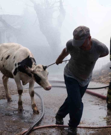 Hayvanları kurtarmak için canı pahasına alevlerin ortasına girdi