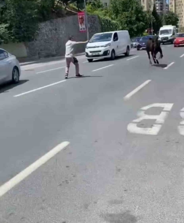 İstanbul’da kurbanlık dana firarda: Trafiği birbirine katan dana iki ilçe değiştirdi