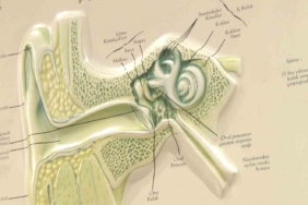 “Kulak çınlaması ciddiye alınmalı”