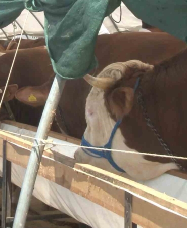 Kurban pazarlarında Arefe günü yoğunluğu yaşandı