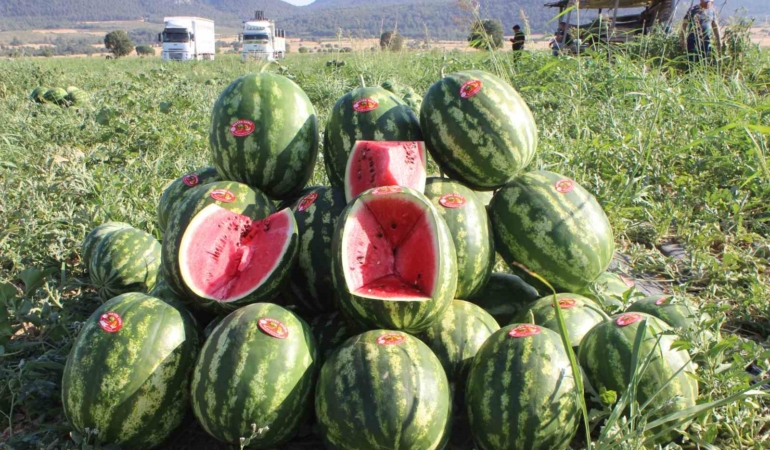 Osmaneli’nin coğrafi işareti alan meşhur karpuzunun ilk hasadı başladı