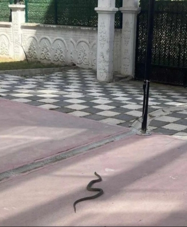 Tekirdağ’da 1 metrelik yılan korkuttu