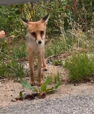 Aç kalan tilkiye ekmek verdiler