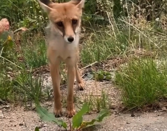 Aç kalan tilkiye ekmek verdiler