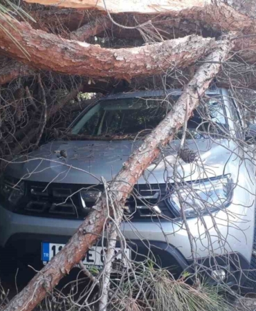Arabanın üzerine ağaç düşünce kaymakamlık harekete geçti