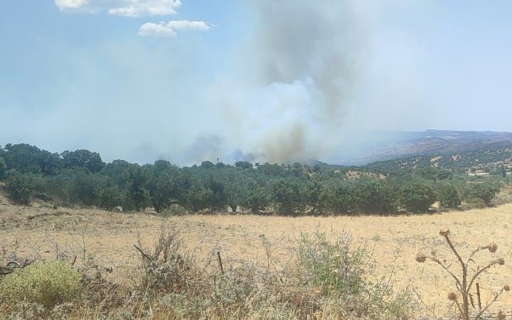 Ayvacık’ta zeytinlik alanda yangın
