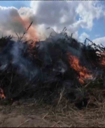 Babaeski’de 2 milyon kök kenevir imha edildi