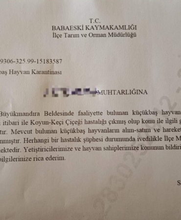 Babaeski’de küçükbaş hayvanlarda çiçek hastalığına rastlandı