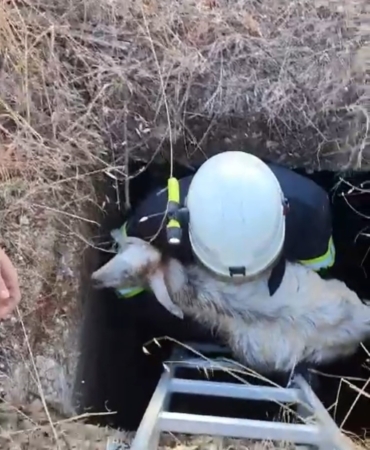 Babaeski’de kuyuya düşen kuzu kurtarıldı