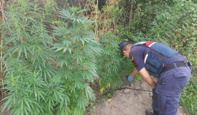 Balıkesir’de 150 kök kenevir ele geçirildi