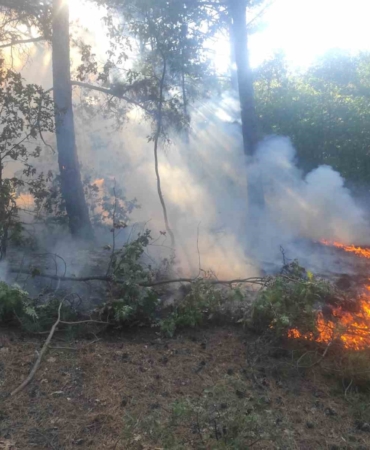 Balıkesir’deki orman yangını kontrol altına alındı