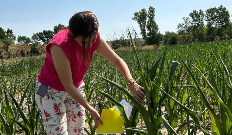 Batı mısır kök kurduna fenomen tuzağı