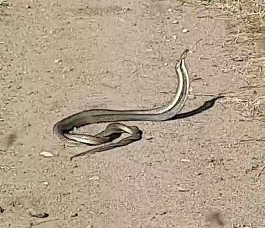 Bayramiç’te yılanların ’çiftleşme dansı’ kameraya yansıdı