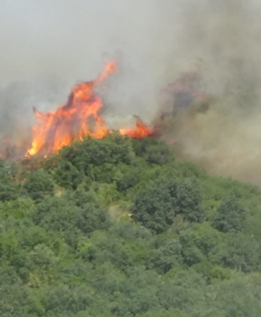 Bayramiç’teki orman yangını kısmen kontrol altına alındı