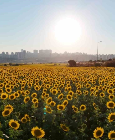 Betonlaşan İstanbul’da eşsiz ayçiçek tarlaları