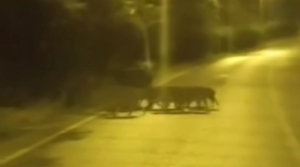 BEYKOZ’DA AÇ KALAN ANNE DOMUZ VE YAVRULARI ŞEHRE İNDİ