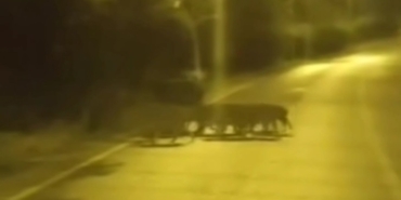 BEYKOZ’DA AÇ KALAN ANNE DOMUZ VE YAVRULARI ŞEHRE İNDİ