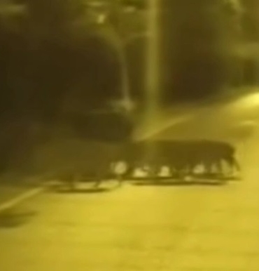 BEYKOZ’DA AÇ KALAN ANNE DOMUZ VE YAVRULARI ŞEHRE İNDİ