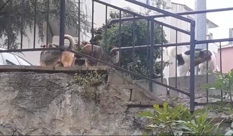 Beykoz’da başıboş köpeklere müdahale etmeyen Beykoz Belediyesi’ne mahalleliden tepki