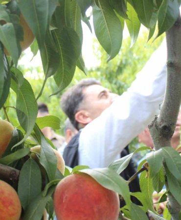 Bilecik’te hasat mesaisine başlayan şeftali üreticisinin yüzü gülüyor