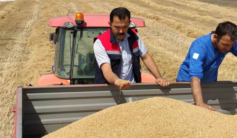 Bozüyük’te biçerdöver denetimi ve hasat yapılan hububat tarlalarında kontroller