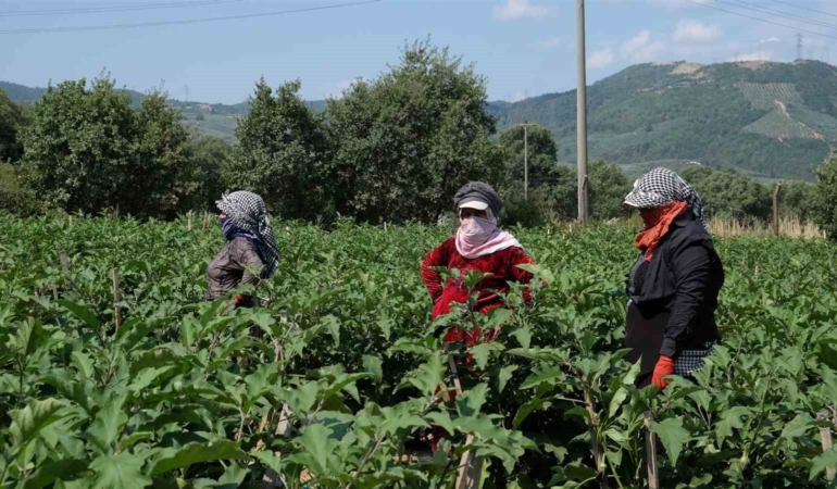 Bursa patlıcanında hasat şenliği