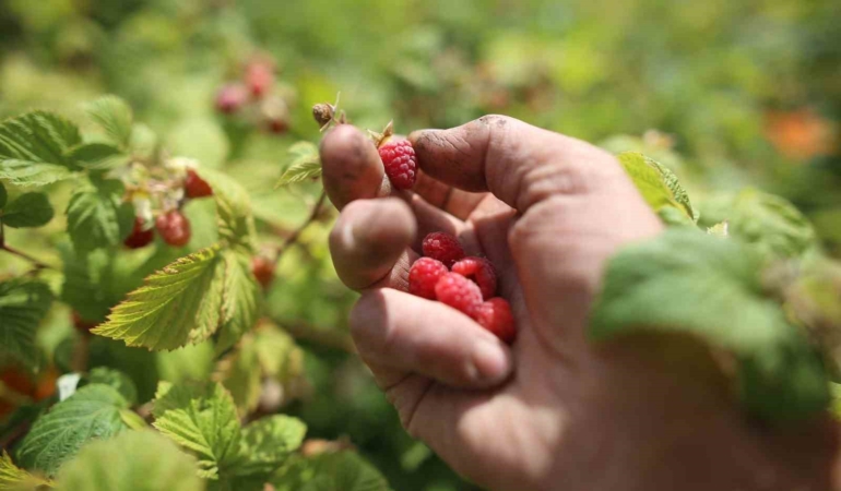 Bursa’da ahududu bereketi