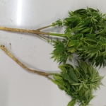 Büyükçekmece’de evinin çatısında uyuşturucu madde yetiştirip satan şüpheli adliyeye sevk edildi