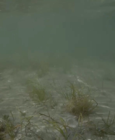 Erdek’teki deniz çayırı katliamı su altı kamerasına yansıdı: Tahribat inanılmaz boyutta