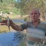 Eyüpsultan’da Alibey Barajı’na akan derede çok sayıda balık telef oldu: Vatandaşlar İSKİ’ye tepki gösterdi