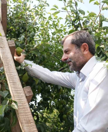 Gürsu armudunu faydalı böcekler koruyor