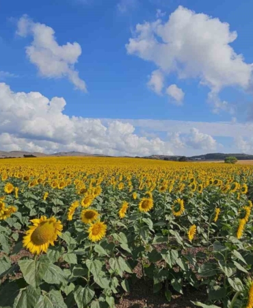 İklim şartları sebebiyle hububatta istenilen rekolte olmadı
