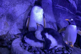 İstanbul’da 4 bebek penguen dünyaya geldi